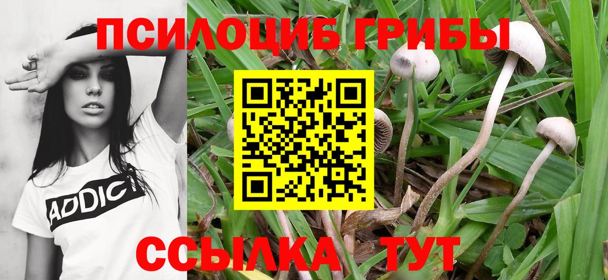 Галлюциногенные грибы мицелий  Вход с VPN  Владивосток 
