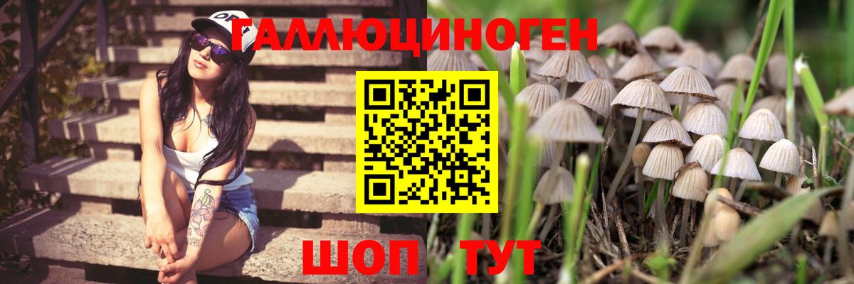 Псилоцибиновые грибы мицелий Владивосток